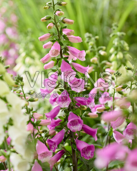 Digitalis Panther Digitalis Panther