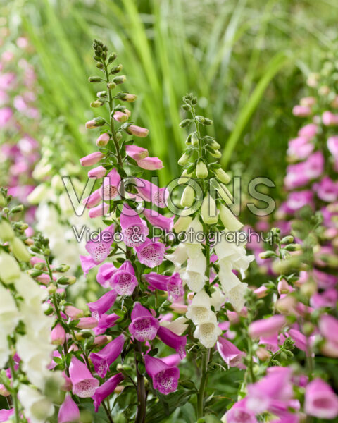 Digitalis combinatie wit en roze