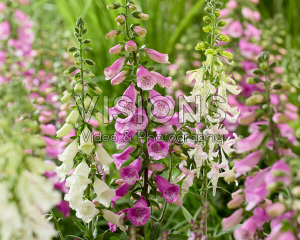Digitalis combinatie wit en roze Digitalis combinatie wit en roze