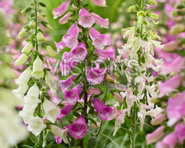 Digitalis combinatie wit en roze