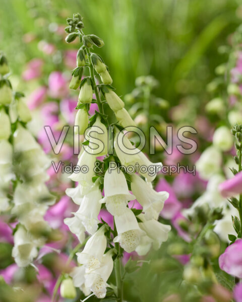 Digitalis wit Digitalis wit