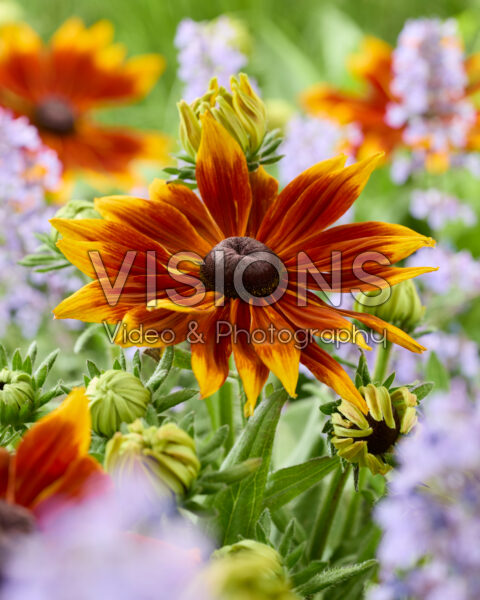 Rudbeckia Sunbeckia Mia Rudbeckia Sunbeckia Mia