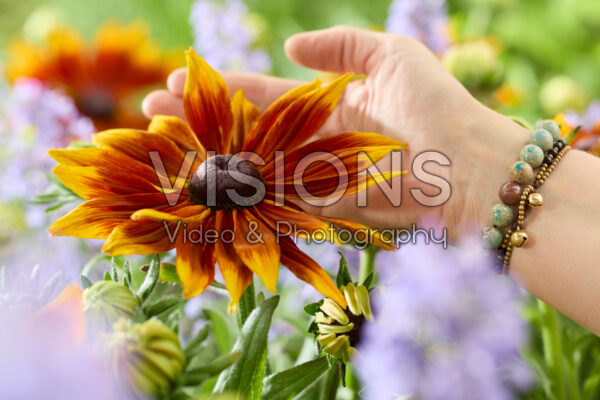Rudbeckia Sunbeckia Mia Rudbeckia Sunbeckia Mia