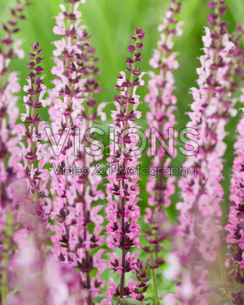 Salvia nemorosa roze Salvia nemorosa roze