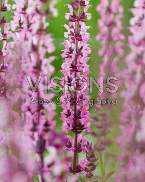 Salvia nemorosa roze Salvia nemorosa roze