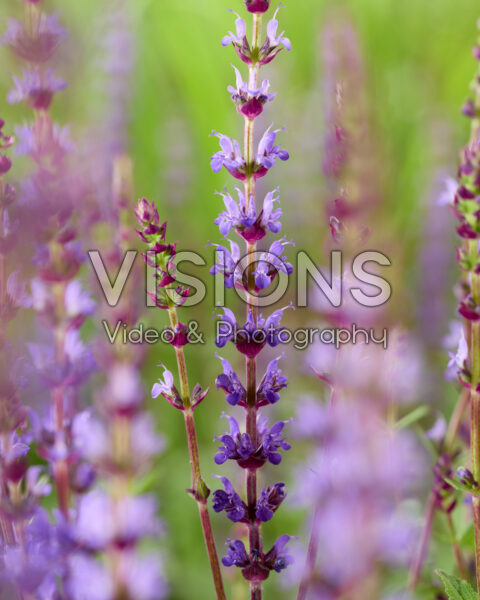 Salvia nemorosa blauw
