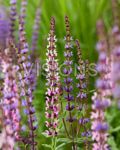 Salvia nemorosa Salvia nemorosa