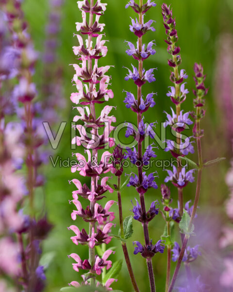 Salvia nemorosa Salvia nemorosa