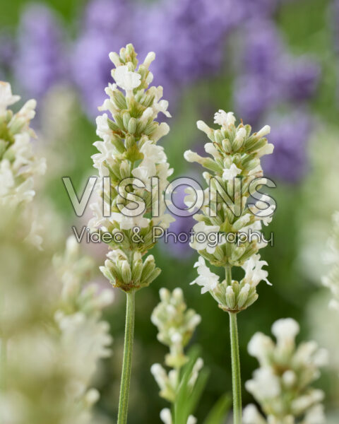 Lavandula angustifolia wit Lavandula angustifolia wit