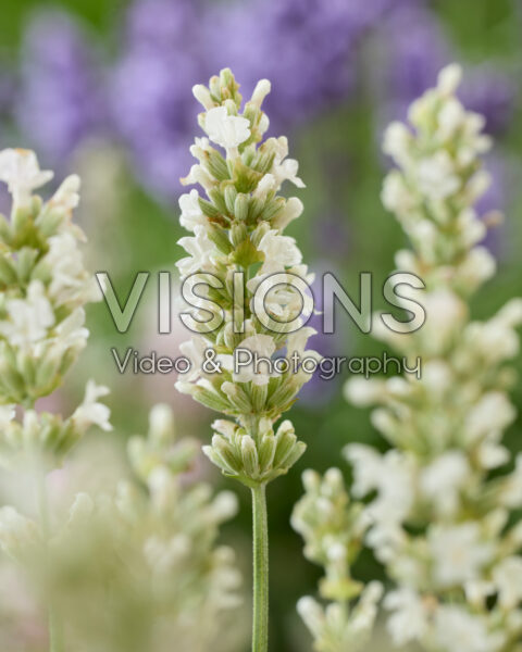 Lavandula angustifolia white Lavandula angustifolia white