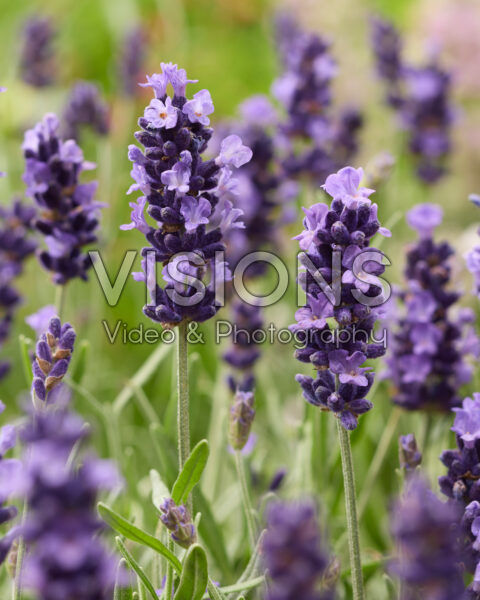 Lavandula angustifolia blauw Lavandula angustifolia blauw