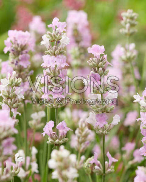 Lavandula angustifolia roze Lavandula angustifolia roze