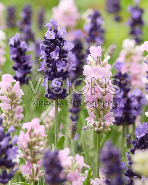 Lavandula angustifolia