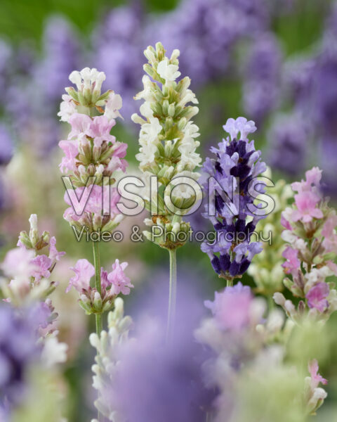 Lavandula angustifolia
