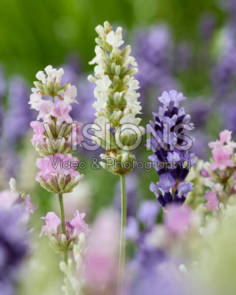 Lavandula angustifolia