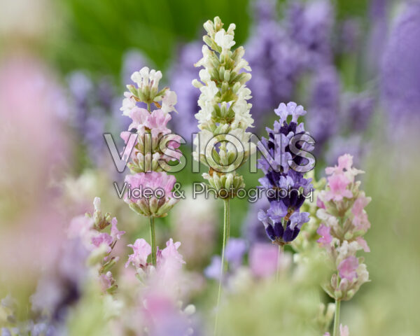 Lavandula angustifolia Lavandula angustifolia