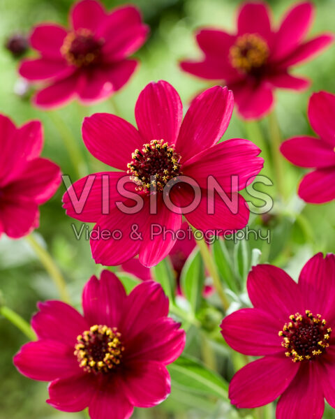 Cosmos atrosanguineus Cherry Chocolate Cosmos atrosanguineus Cherry Chocolate