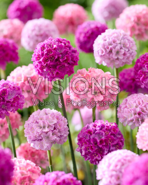 Armeria Dreameria® mix Armeria Dreameria® mix