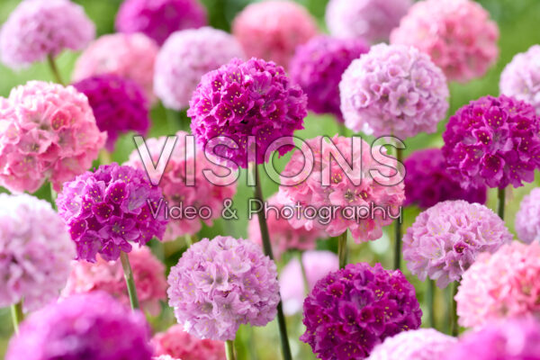 Armeria Dreameria® mix Armeria Dreameria® mix