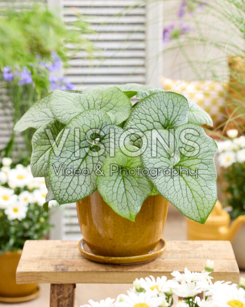 Brunnera macrophylla