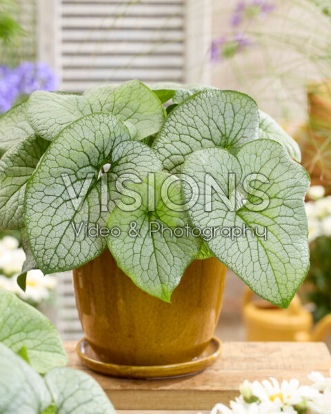 Brunnera macrophylla Brunnera macrophylla