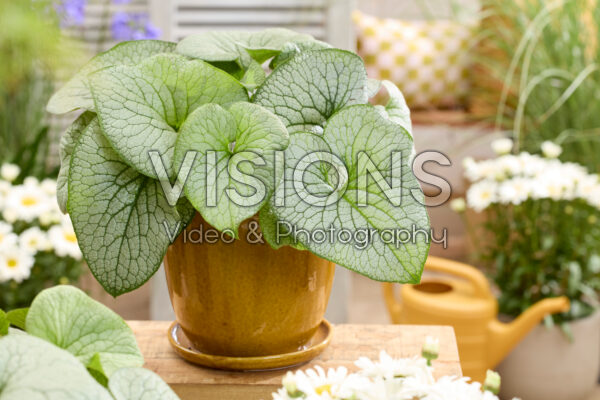 Brunnera macrophylla Brunnera macrophylla