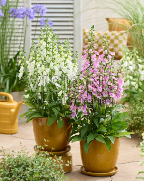 Digitalis combinatie wit en roze Digitalis combinatie wit en roze