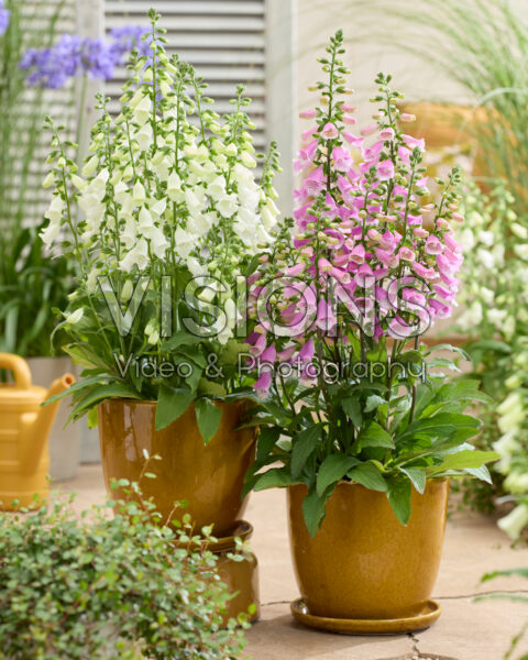 Digitalis pink and white combination Digitalis pink and white combination