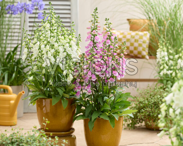 Digitalis combinatie wit en roze Digitalis combinatie wit en roze