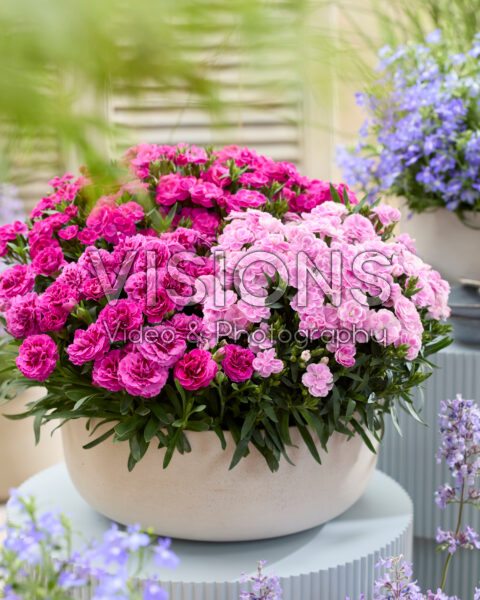 Dianthus combinatie Dianthus combinatie