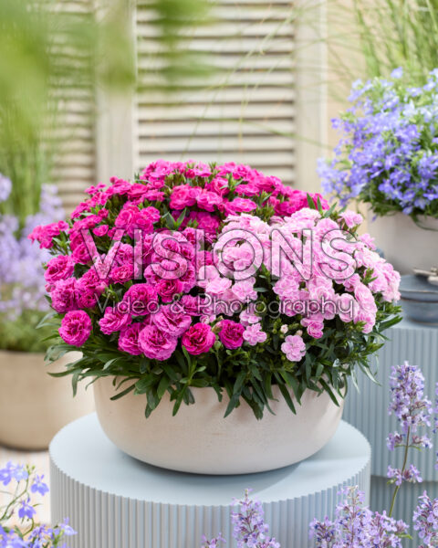 Dianthus combination Dianthus combination