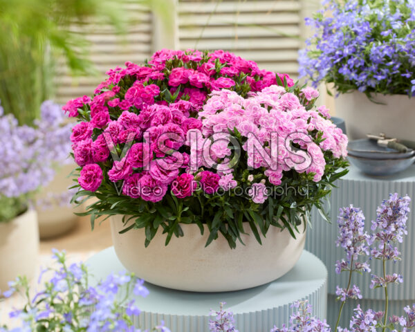 Dianthus combinatie