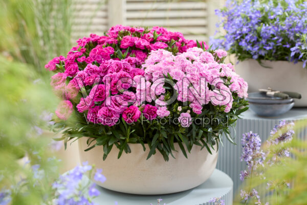 Dianthus combination