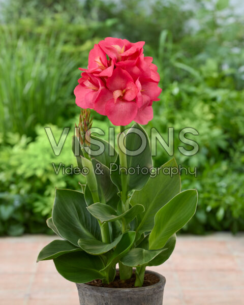 Canna CannaSun™ 2522 Canna CannaSun™ 2522