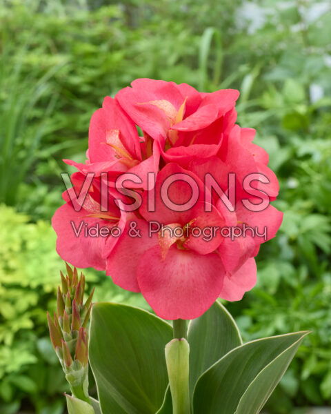 Canna CannaSun™ 2522 Canna CannaSun™ 2522