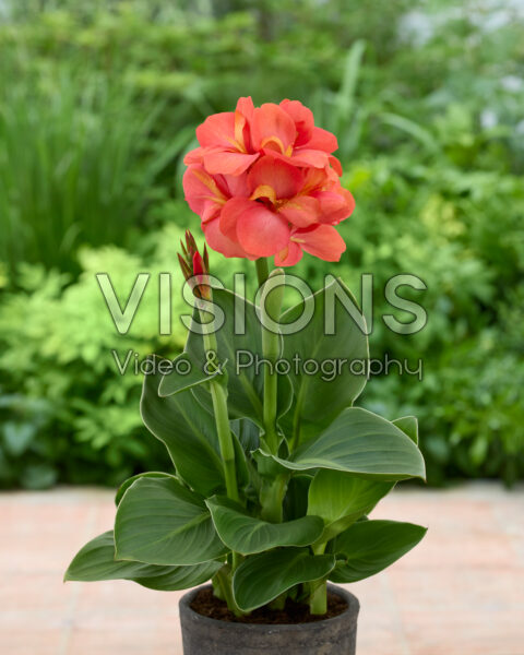 Canna CannaSun™ orange Canna CannaSun™ orange