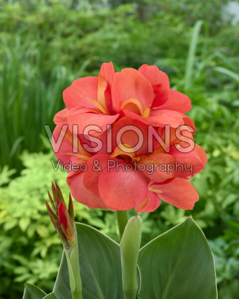 Canna CannaSun™ oranje Canna CannaSun™ oranje