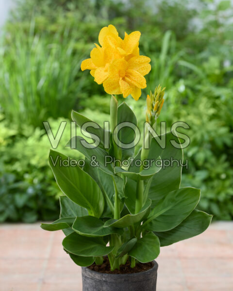 Canna CannaSun™ 2511 Canna CannaSun™ 2511