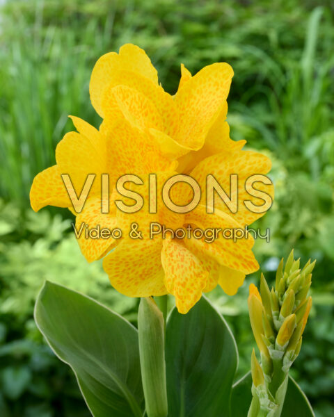 Canna CannaSun™ 2511 Canna CannaSun™ 2511