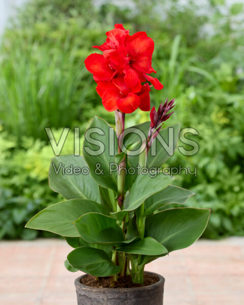 Canna CannaSun™ 2513 Canna CannaSun™ 2513