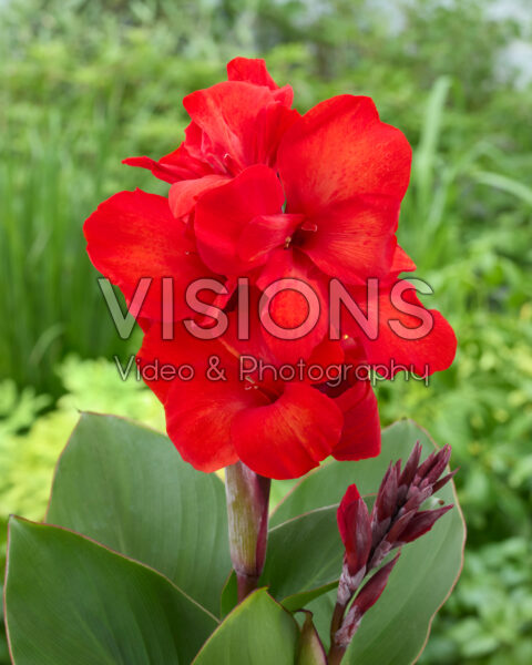 Canna CannaSun™ 2513