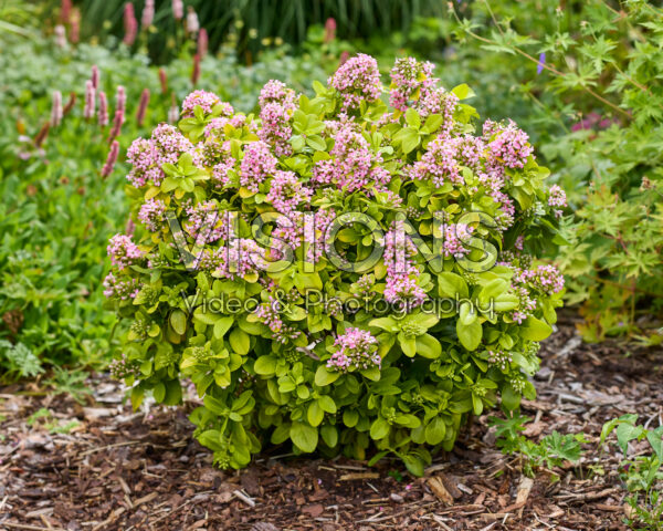 Escallonia laevis Pink Lemon Escallonia laevis Pink Lemon