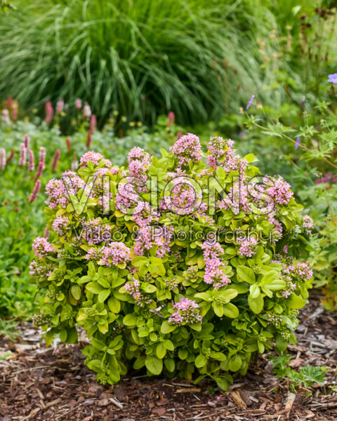 Escallonia laevis Pink Lemon Escallonia laevis Pink Lemon