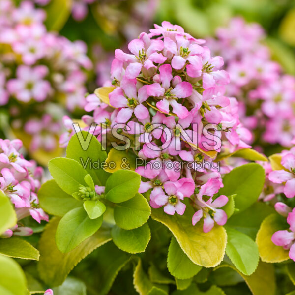 Escallonia laevis Pink Lemon Escallonia laevis Pink Lemon