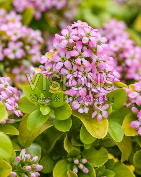 Escallonia laevis Pink Lemon Escallonia laevis Pink Lemon