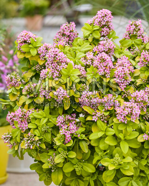 Escallonia laevis Pink Lemon Escallonia laevis Pink Lemon