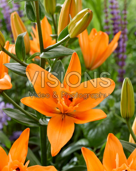 Lilium Forehand