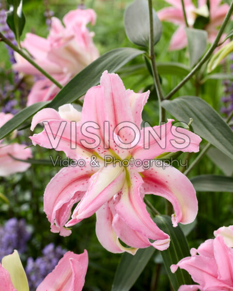 Lilium Broken Heart Lilium Broken Heart