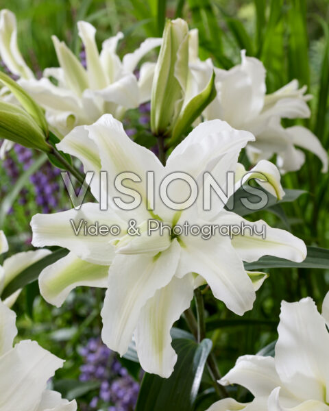 Lilium My Wedding Lilium My Wedding