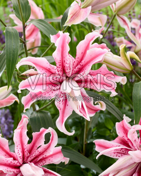 Lilium Magic Star